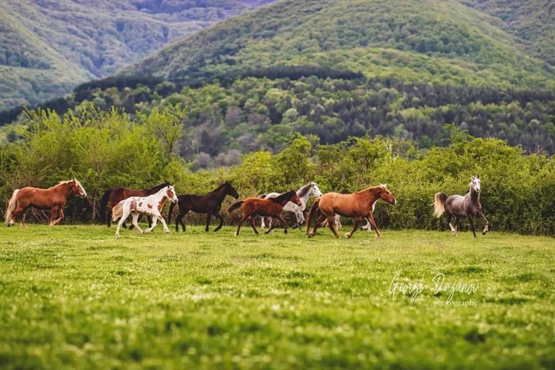 Вила Флора Паталеница Dış mekan fotoğraf